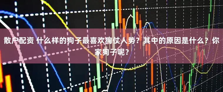 散户配资 什么样的狗子最喜欢狗仗人势？其中的原因是什么？你家狗子呢？